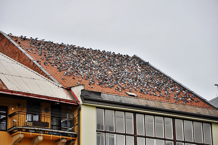 A2B Pest Control are able to install spikes to deter birds from roofs in Castle Bromwich. 