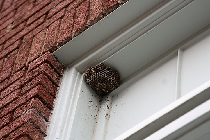 We provide a wasp nest removal service for domestic and commercial properties in Castle Bromwich.